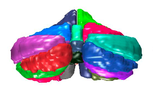 A toolbox to visually explore cerebellar shape changes in cerebellar disease and dysfunction