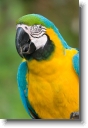 IMG_6725 * The Macaw * 333 x 500 * (100KB)
