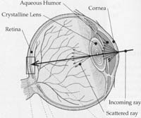 Sensation And Perception