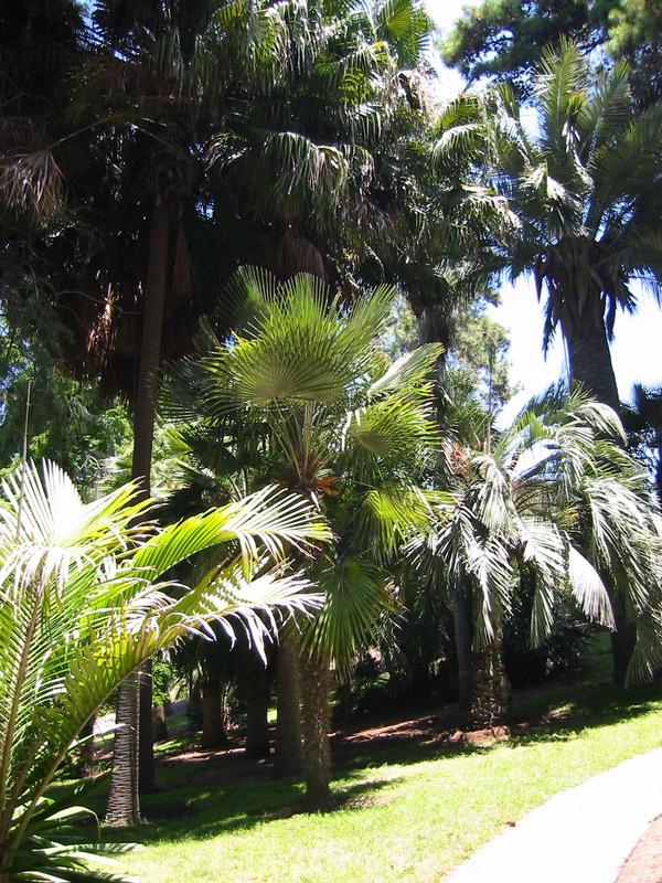 westwood palmtrees