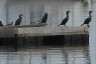birds on wooden raft