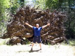That's a pretty big root system