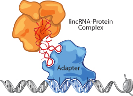 lincRNA as an adaptor