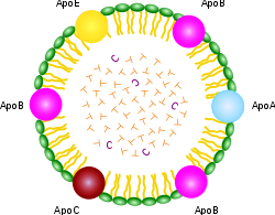 chylomicron Struktur