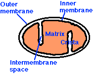 mitochondrium