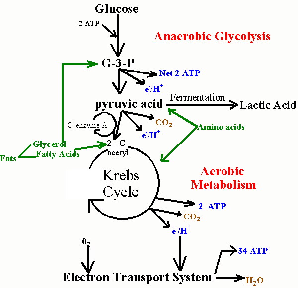 aerobic respiration