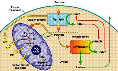 Tca Cycle Mitochondria