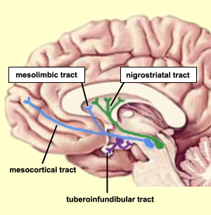 what vitamins affect dopamine receptors