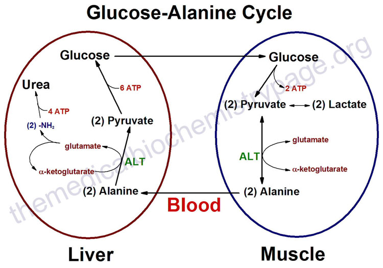 Глюкоза Аланина Цикл