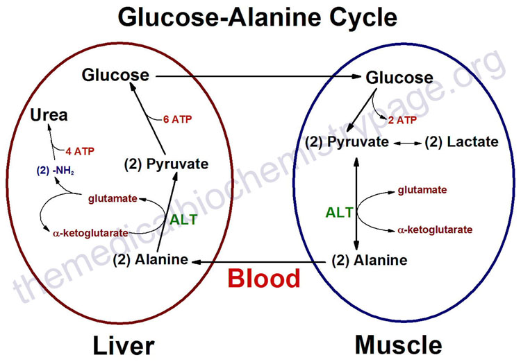 Glukose alanin Cycle