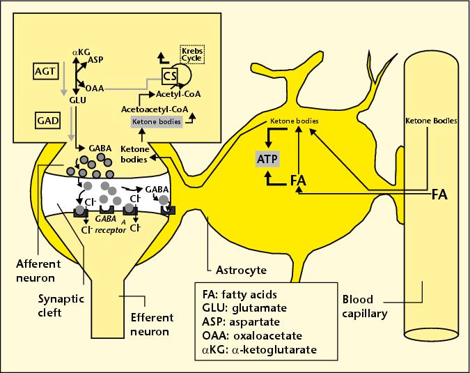 Ketone Bodies Production