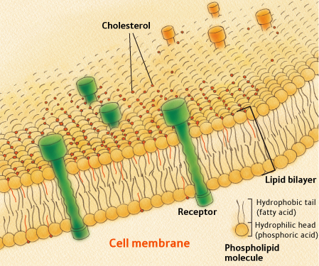 Lipid Bilayer