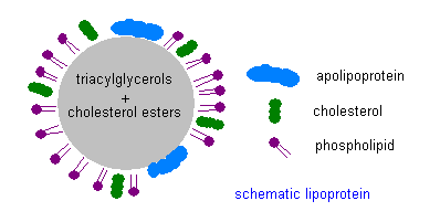 lipoprotein schematic