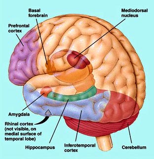 Prefrontal Cortex