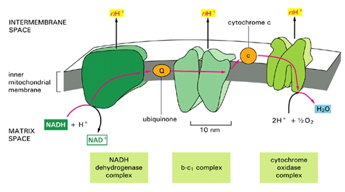 electron transport chain. electron transport chain