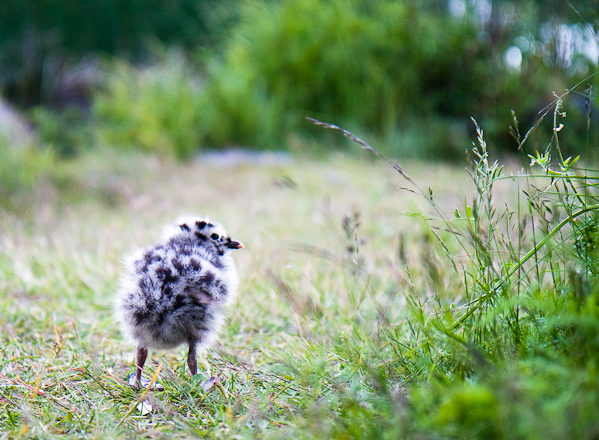 A baby seagull near Anchorage. June 27, 2008