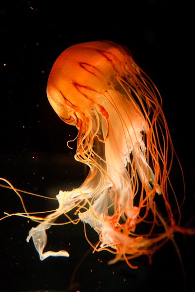 Jellyfish at the New England Aquarium. December 06, 2008