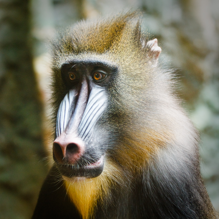 A mandrill at Franklin zoo. March 28, 2009