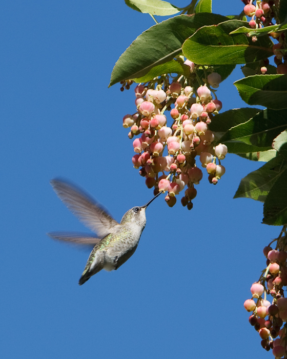 A humming bird near the Coit tower. October 30, 2009