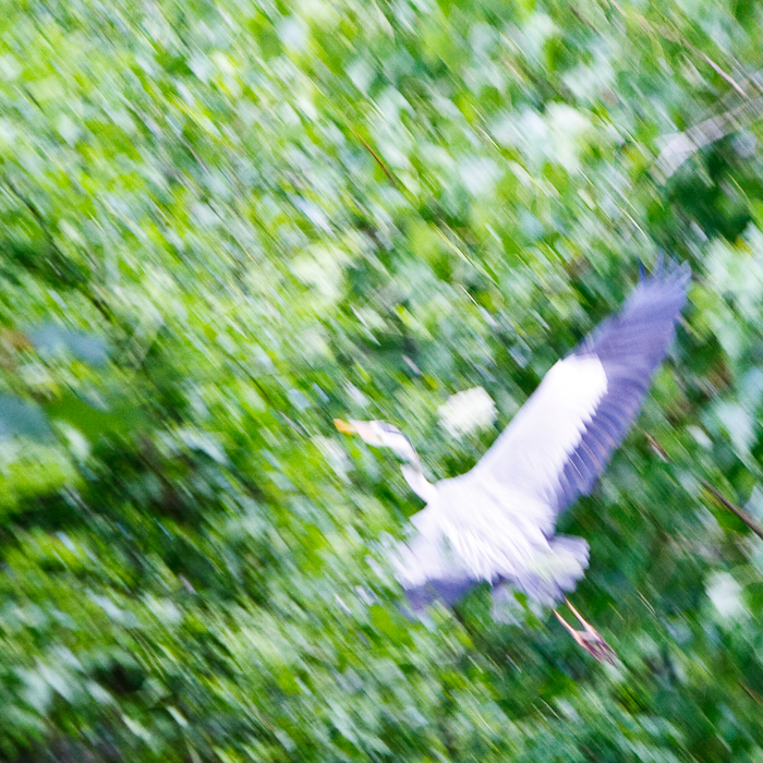 A heron on the banks of the Marne river. May 18, 2009