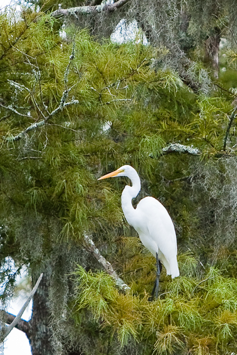 A heron in the swamps near New Orleans. August 09, 2009