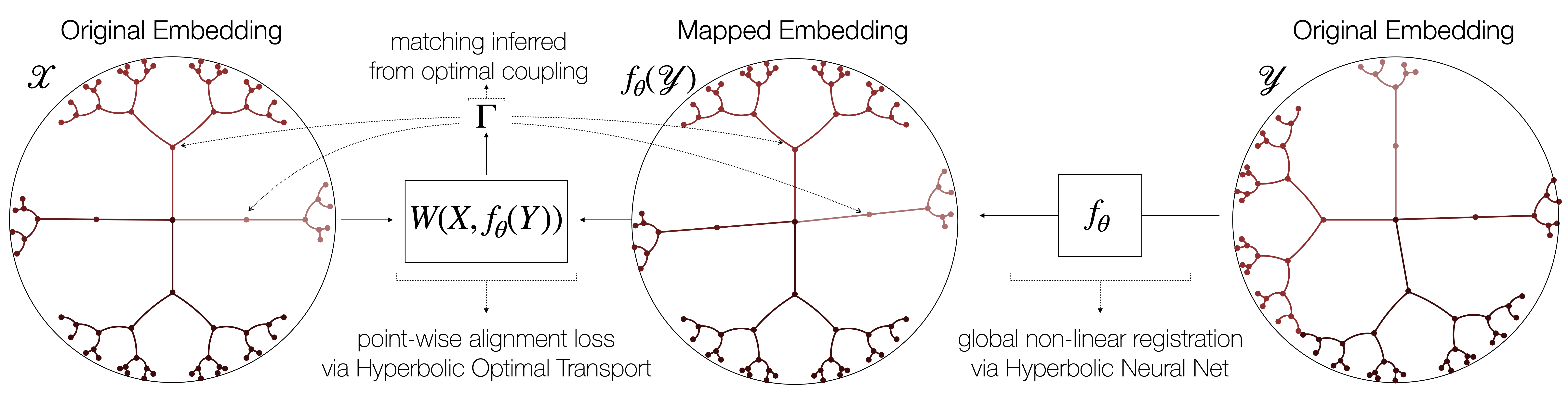 Schematic representation of the proposed approach. A deep network globally
registers the two hyperbolic embedding spaces (X and Y) by correcting for non-linear
branch permutations, so that source and mapped target points can be aligned using
a hyperbolic variant of Wasserstein distance. Training is done end-to-end in a fully
unsupervised way – no prior known correspondences between the hierarchies are assumed.