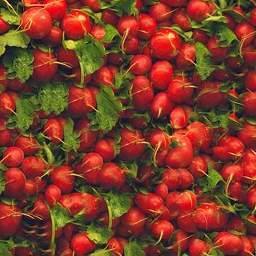 radishes256_P24N8.jpg