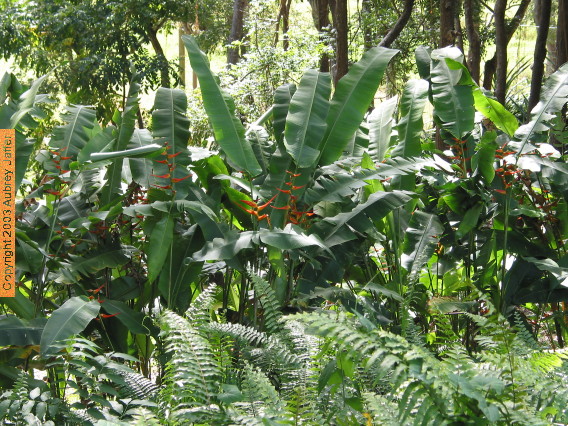 bird-of-paradise plants