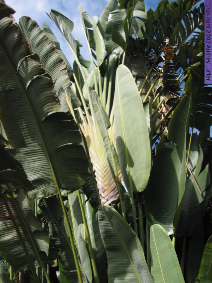 traveler-palm plants