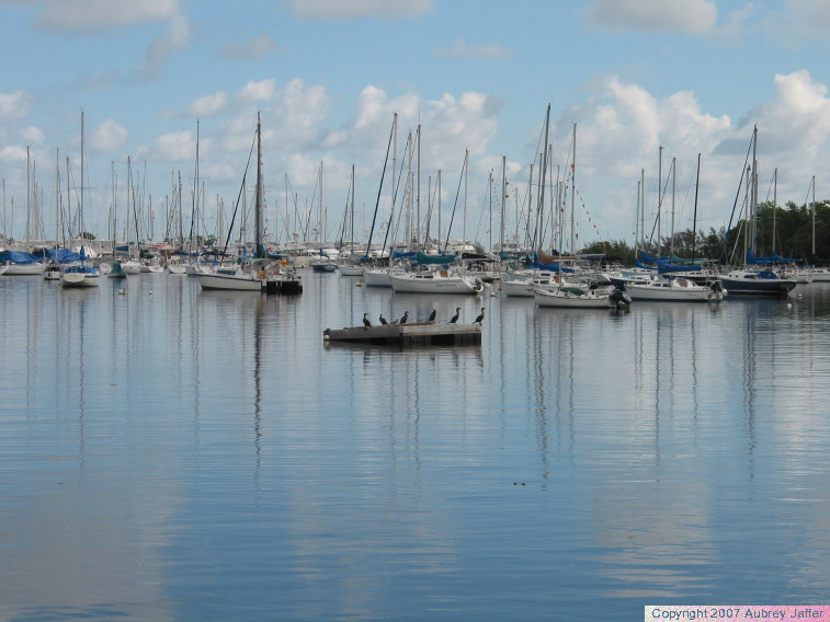 birds on raft; boats