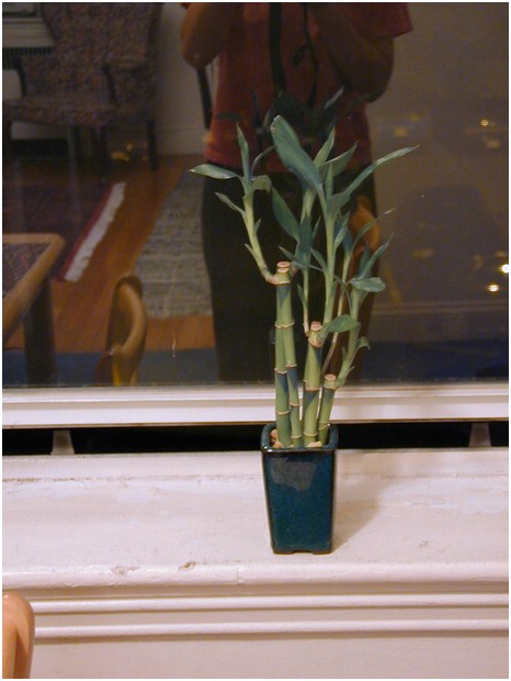 08-bamboo_plant.jpg