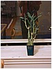 08-bamboo_plant.jpg