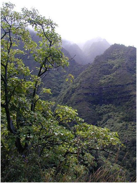 044_trees_and_cliffs.JPG