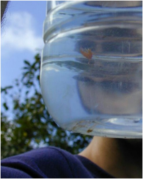 052_theres_a_shrimp_in_our_water.JPG