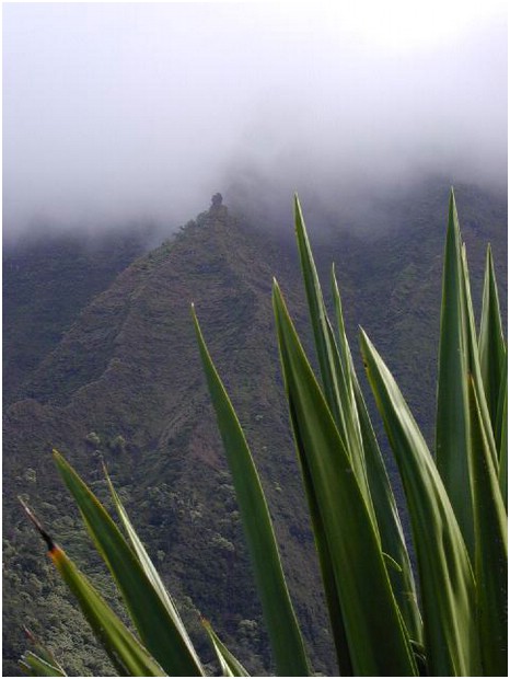 065_misty_cliffs_with_spiny_plant.JPG
