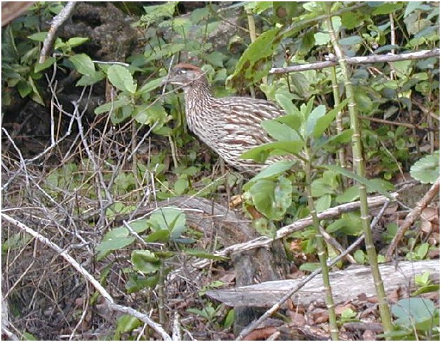 079_bird.JPG