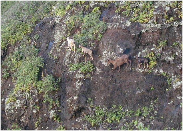 094_feral_goats.JPG