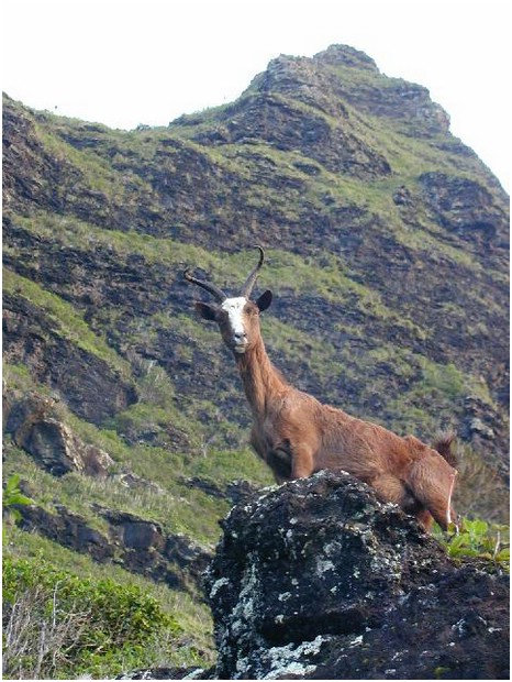 095_feral_goat_on_rock.JPG