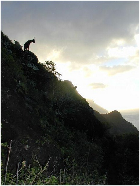 097_backlit_feral_goats_2.JPG