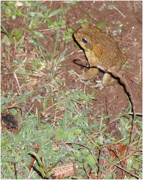 103_frog_2.JPG