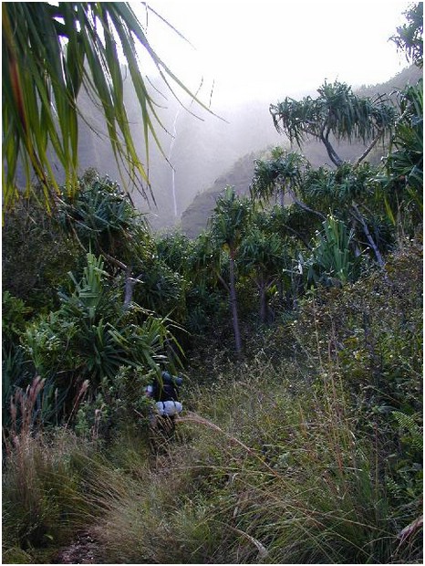 110_trail_with_trees_and_waterfall.JPG