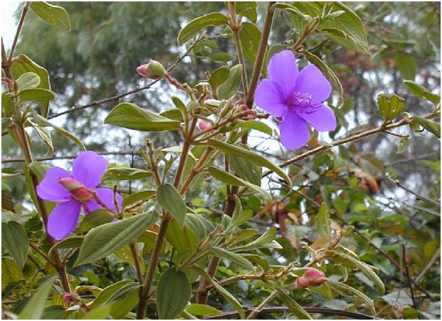 138_purple_flower_2.JPG