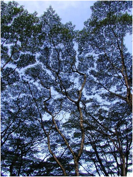 151_treetops_at_lava_trees_state_park_3.JPG