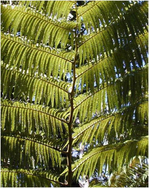 196_fern.JPG