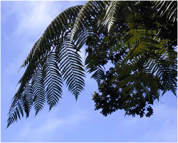 199_fern_3.JPG
