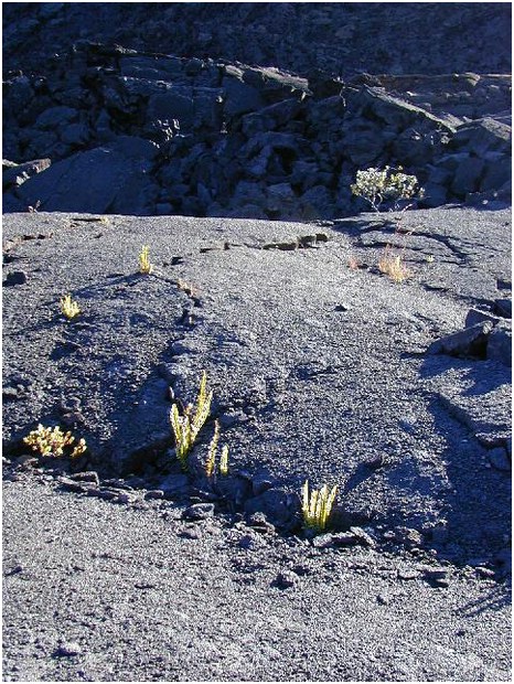 219_cracked_lava_with_ferns_1.JPG
