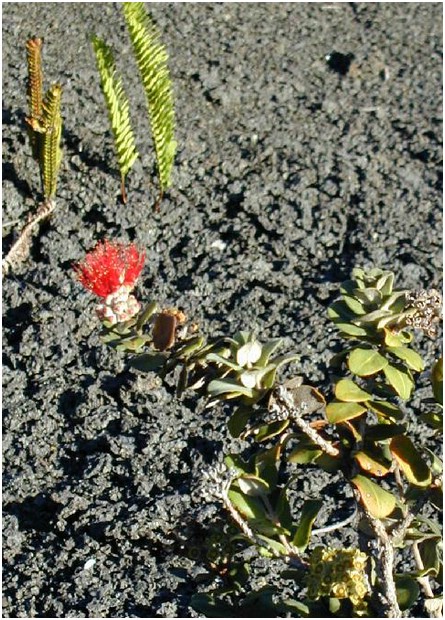 233_red_spiky_flower_2.JPG