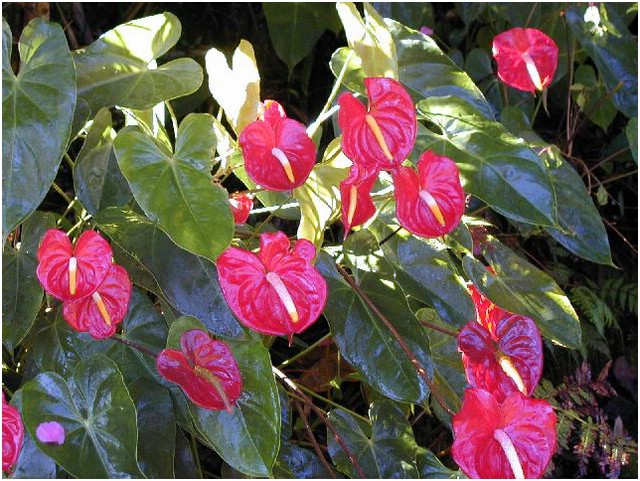 246_anthuriums.JPG
