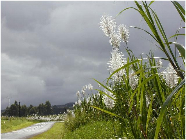 259_plants_along_the_road_to_akaka_falls_3.JPG