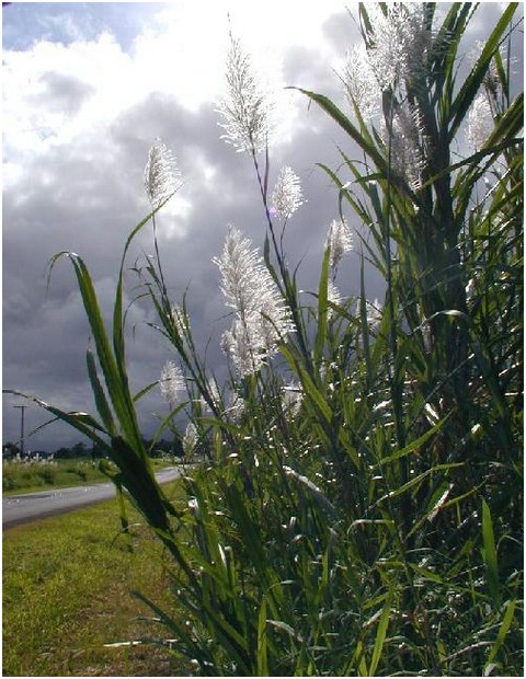 261_plants_along_the_road_to_akaka_falls_5.JPG